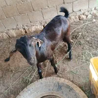 دو عدد نری چاق سر حال