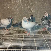 کبوترسار|پرنده|شاندیز, |دیوار