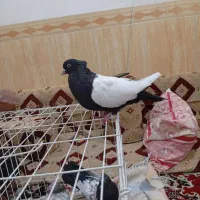 کبوتر|پرنده|اهواز, زندوکیلی|دیوار