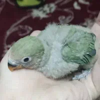 جوجه کوتوله