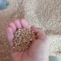 گندم قرمز اکلید درشت|خوردنی و آشامیدنی|ویلکیج, |دیوار