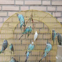 مرغ عشق جوان سالم کارداده|پرنده|خمینیشهر, |دیوار