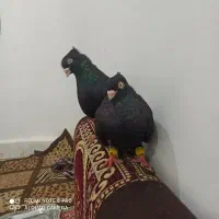 اشعل دم سفید و سیاه آبادانی و سینه ایی و طوقی۷رنگ|پرنده|خرمشهر, |دیوار