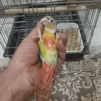 جوجه گرینچیک