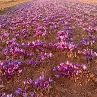 زعفران کشاورز