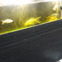 آکواریوم با ماهی