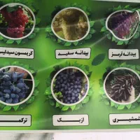 بزرگترین نهالستان آذربایجان شرقی