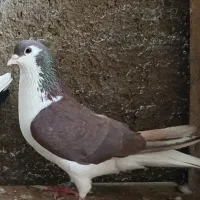 خوشرنگ