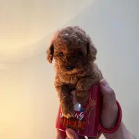 تاینی توی پودل و پودل وارداتی