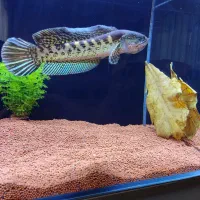 چانا گلدن کبری سینگل تانک