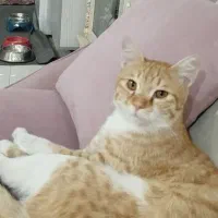 گربه گمشده سفید نارنجی