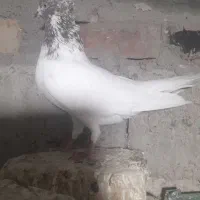 کبوتر|پرنده|بافت, |دیوار