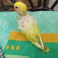 جوجه کوتوله