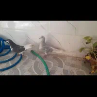 کفترنروماده ذاشت شهری|پرنده|فسا, |دیوار