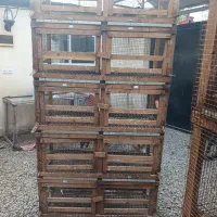 سه عدد جفتکا کبوتر ده تایی چوب نراد زیرم فنس