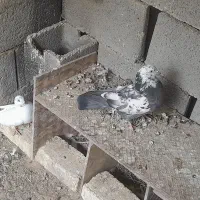 دوجفت کبوتر با تخم و جوجه|پرنده|نجفآباد, گلدشت|دیوار