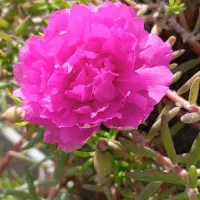 اجاره زمین  کشاورزی