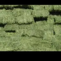 خوراک دام یونجه