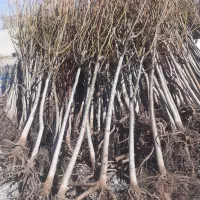 گردو اندازه درخت بسیار بن دار