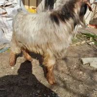 بزغاله نر فروشی