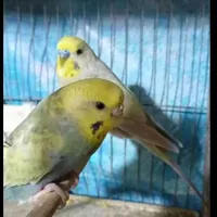 مرغ عشق رنگین کمان|پرنده|رشت, ترمینال|دیوار