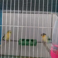 قناری گلستر|پرنده|اصفهان, فرح آباد|دیوار