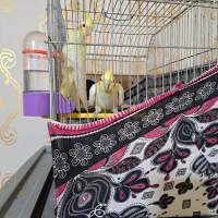 شادگان روستای توبچی|پرنده|شادگان, |دیوار