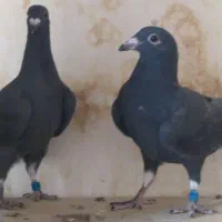 بزک سیاه سینه سفید جوجه|پرنده|گراش, |دیوار