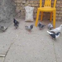 کبوتر پلاگی جف ۵۰۰|پرنده|دشتابی, |دیوار