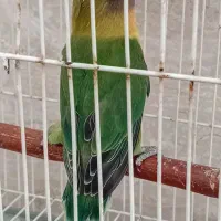 برزیلی|پرنده|رشت, منظریه|دیوار