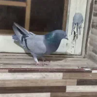 سه تا کبوتر پر