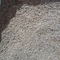 گندم|خدمات باغبانی و درختکاری|قیدار, |دیوار