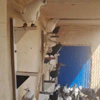 کفتر رنگی هوایی|پرنده|ملکآباد, |دیوار