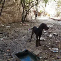 واگذاری توله سگ شکاری پوینتر|سگ|مینودشت, |دیوار