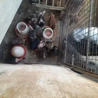 مرغ و خروس محلی|حیوانات مزرعه|سیوان, |دیوار