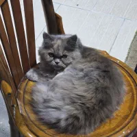 گربه اسکاتیش ۵ ماهه