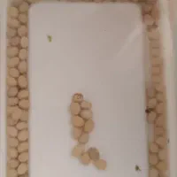 تخم حلزون رایگان