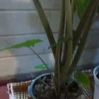 گل وگیاه طبیعی|گل و گیاه طبیعی|قم, باغ اشرافی|دیوار