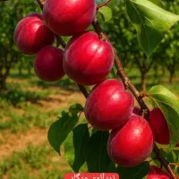 فروش انواع نهال‌های اصلاح شده