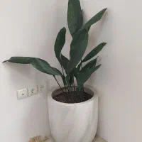 سه عدد گلدان بزرگ