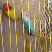 طوطی برزیلی ومرغ عشق|پرنده|تهران, سردارجنگل|دیوار