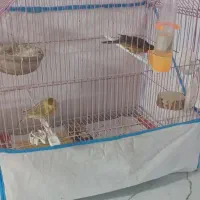 یک جفت قناری مست مست