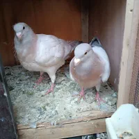 کفتر ریحان|پرنده|باقرشهر, |دیوار