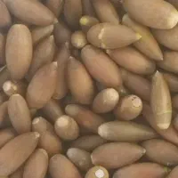 بلوط تازه زاگرس