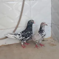 یه. جفت سرور چاپدار|پرنده|فسا, |دیوار
