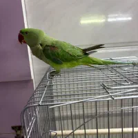 شاه طوطی ،سهره،قناری|پرنده|کرج, کمال‌شهر|دیوار