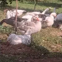 خریدوفروش