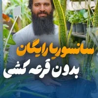 حراج سانسوریا در مشهد