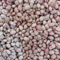 لوبیا چیتی سرحد