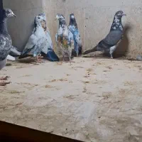 کبوتر پاکستانی  و زاغ